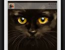 Black Cat 12x12inch Web